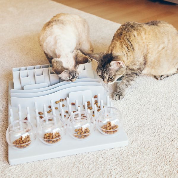 Cat Interactive Food Puzzles Why You Should Use Them Preventive Vet